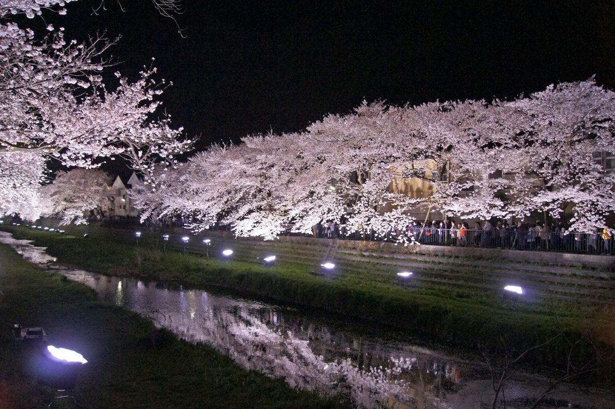 調布 野川 一夜限り 野川の桜ライトアップ18 Kengenius Com